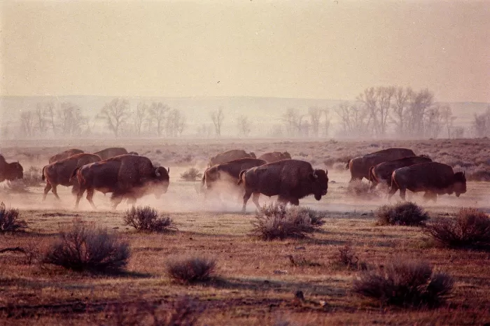 Bison Mist
