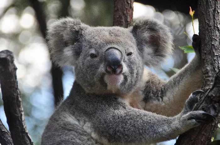 Koala 2 In Tree