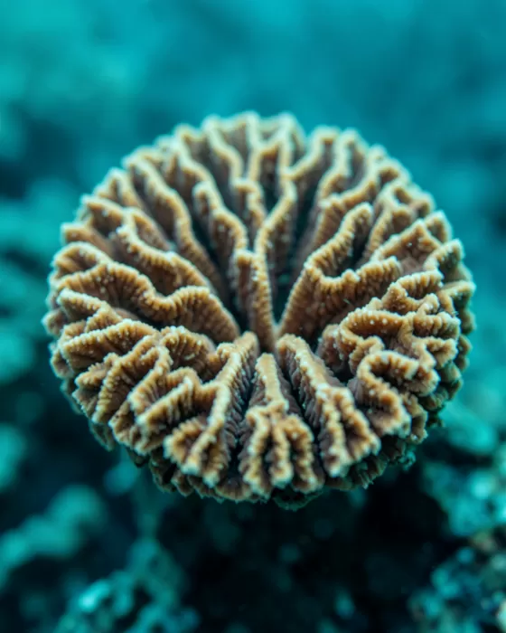 Brain Coral