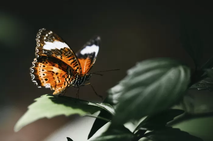 Closeup of a small tortoiseshell on a leaf