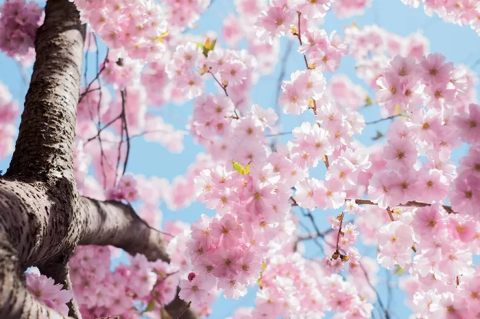 Blossoms