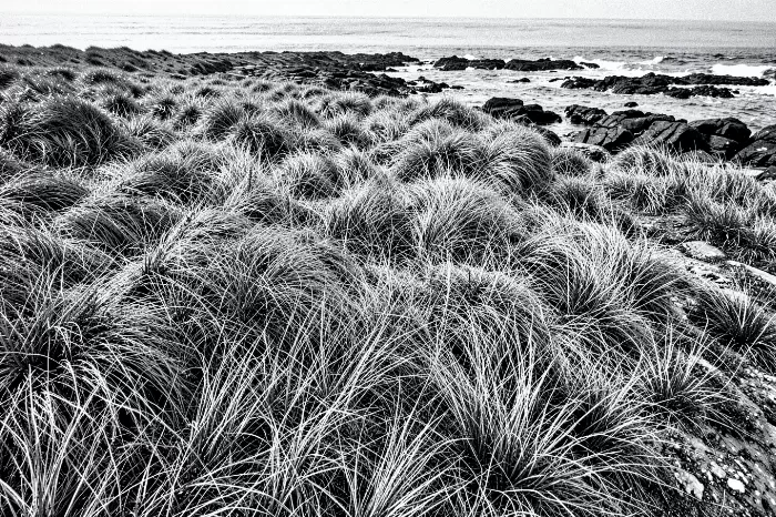 Windblown III