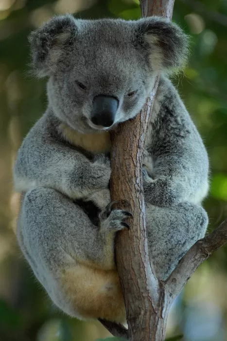 Koala Tree