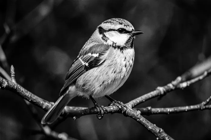 Feathered Contrast