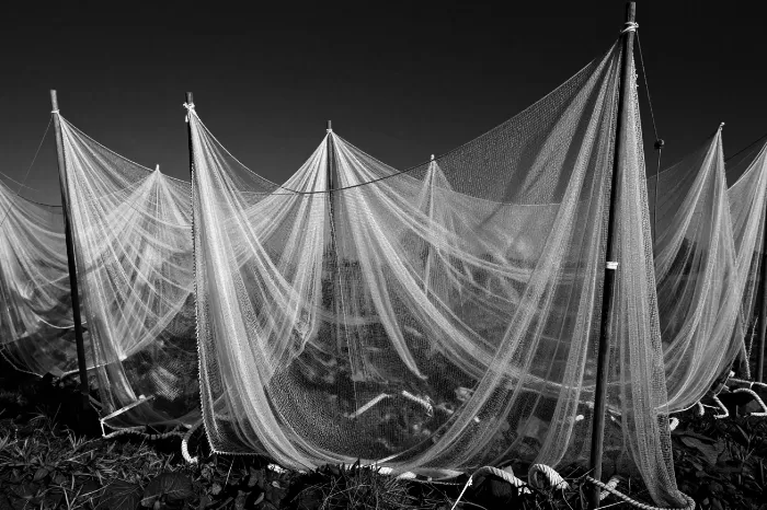 Hanging Nets