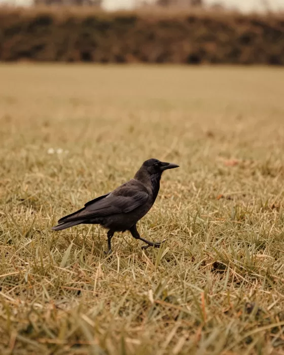 Afternoon Crow