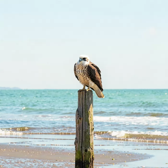 Morning Sentry