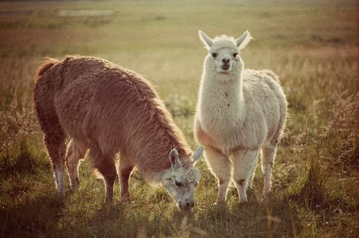 Sunlit Alpaca