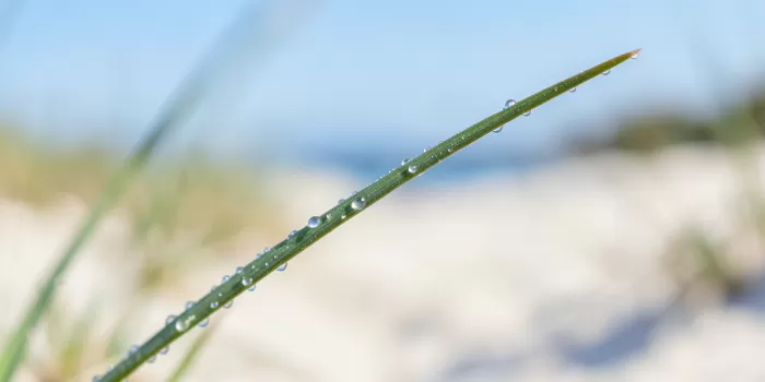 Dune Dew