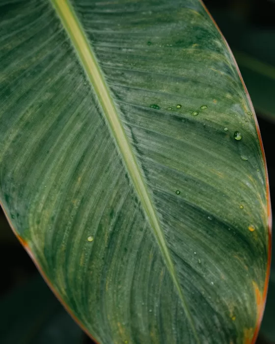 Leaf Ribs