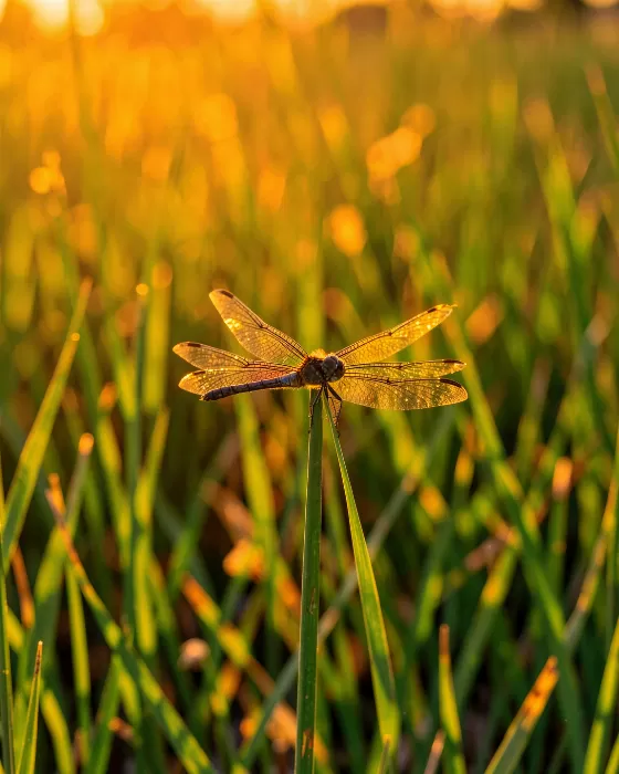 Golden Reed