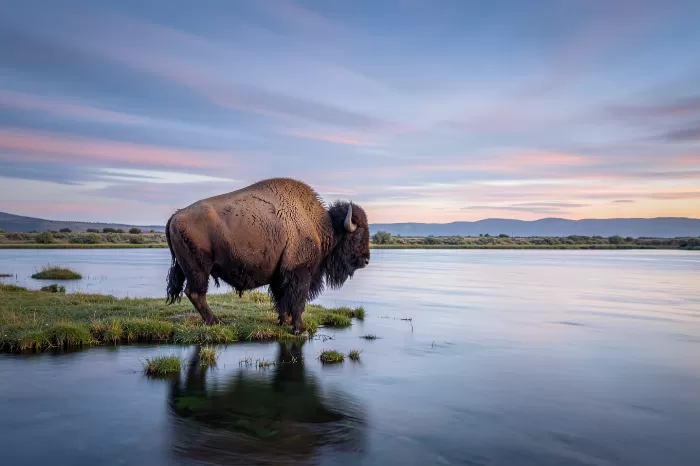 Bison Calm