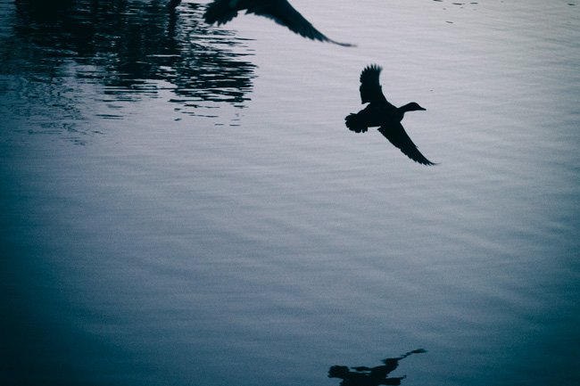 Flight - Newfoundland art print