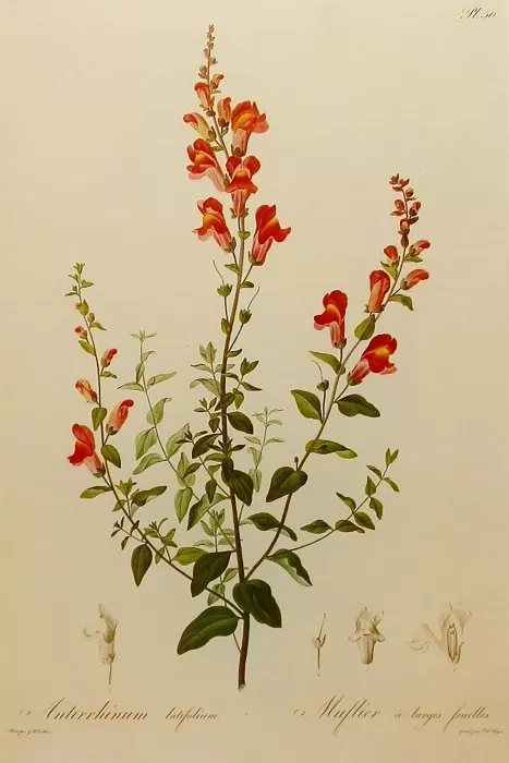 Red And Green Flowers