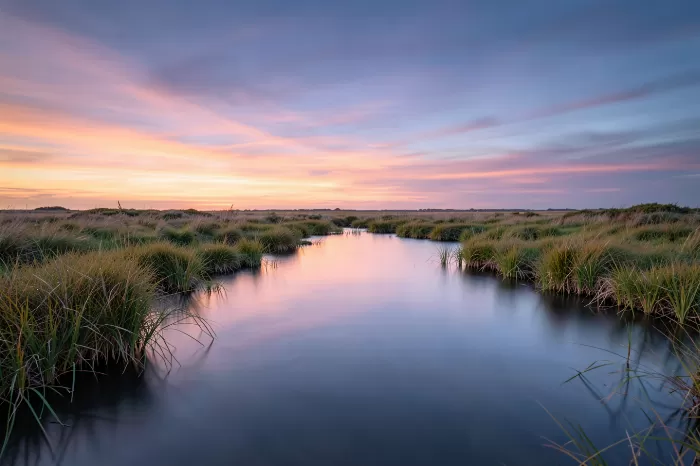 Marsh Serenity