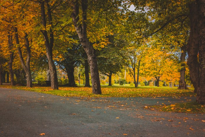 Visions Of Fall - Newfoundland art print