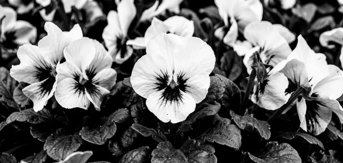 Shadow Pansies