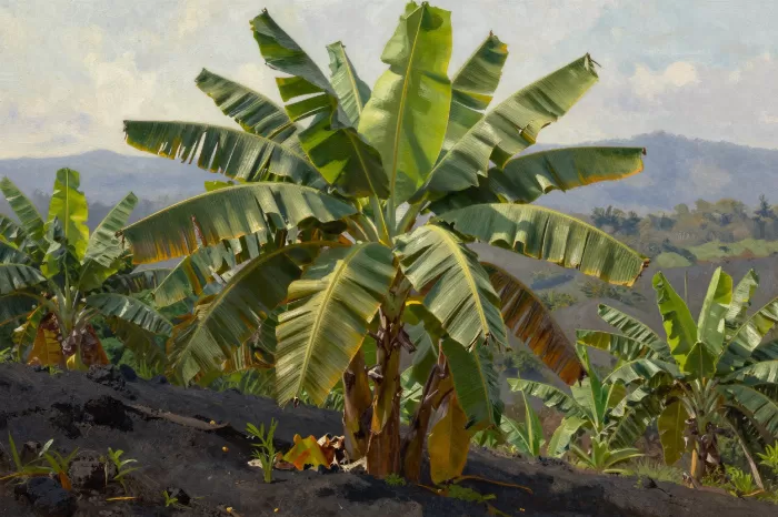 Banana Grove