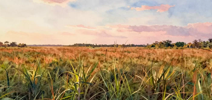 Sawgrass Sunset