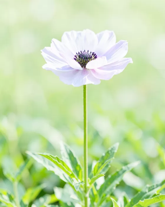 Open Bloom