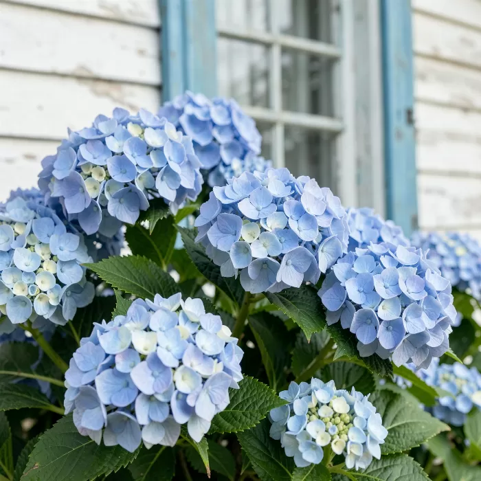 Coastal Hydrangea