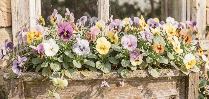 Sunlit Windowbox