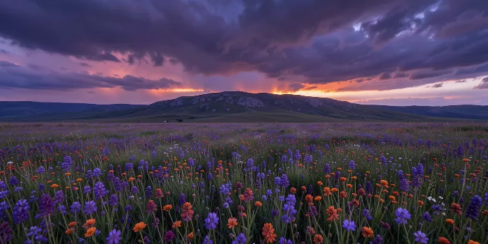 Wildflower Expanse