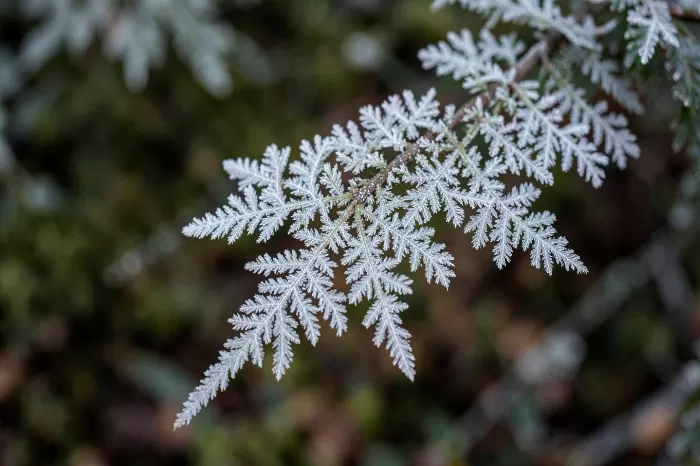 Frost Ferns