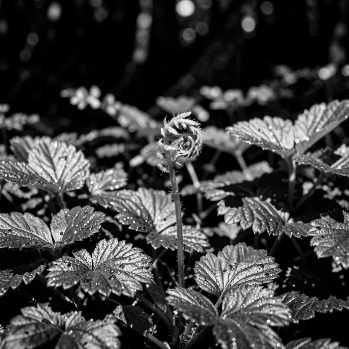 Woodland Dew