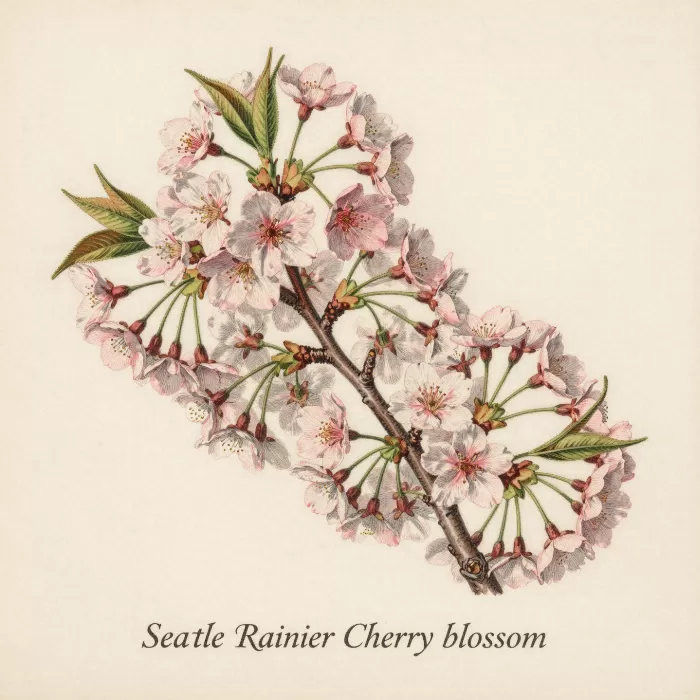 Rainier Bloom
