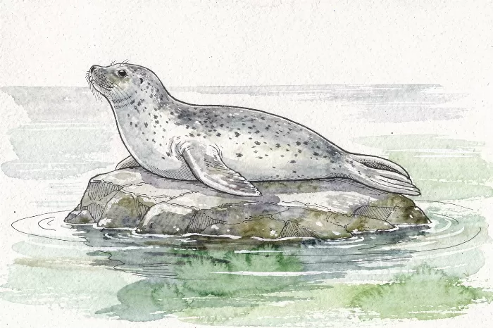 Sea Rock Seal