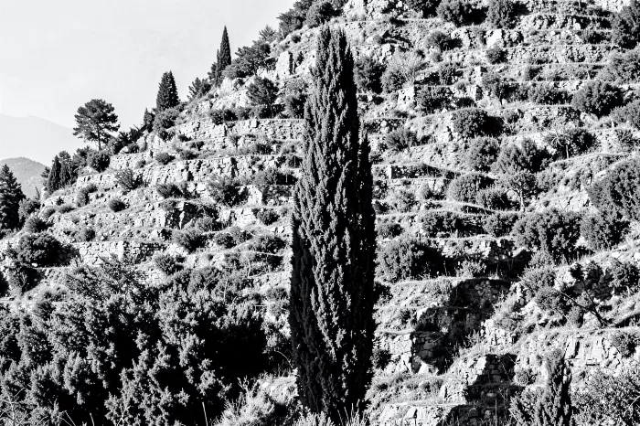 Limestone Hillside