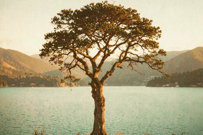 Vintage Wanaka