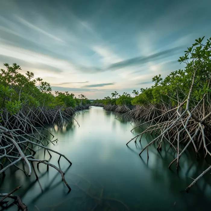 Mangrove Mirror