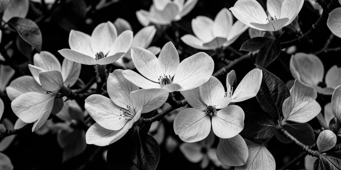 Dogwood Shadow