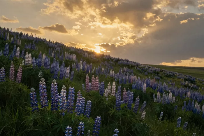 Golden Lupines