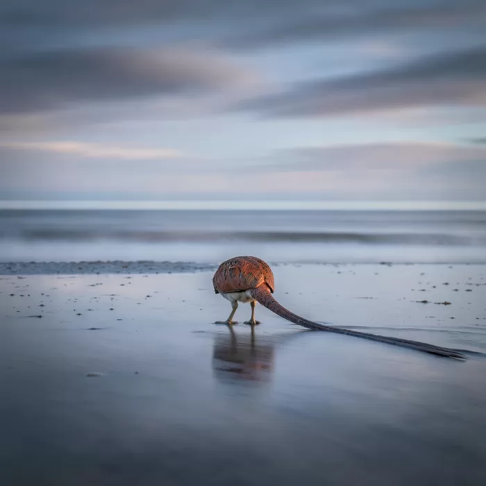 Pheasant Dusk