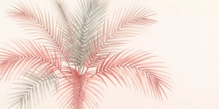 Palmetto Arc