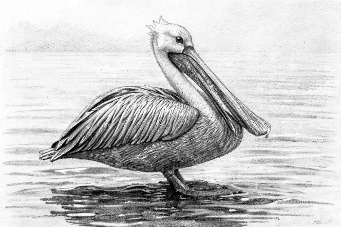 Pelican Study