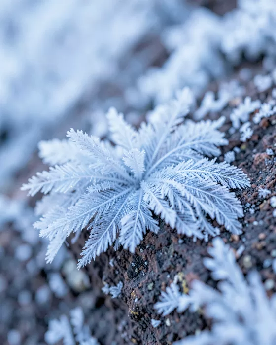 Rime Lace