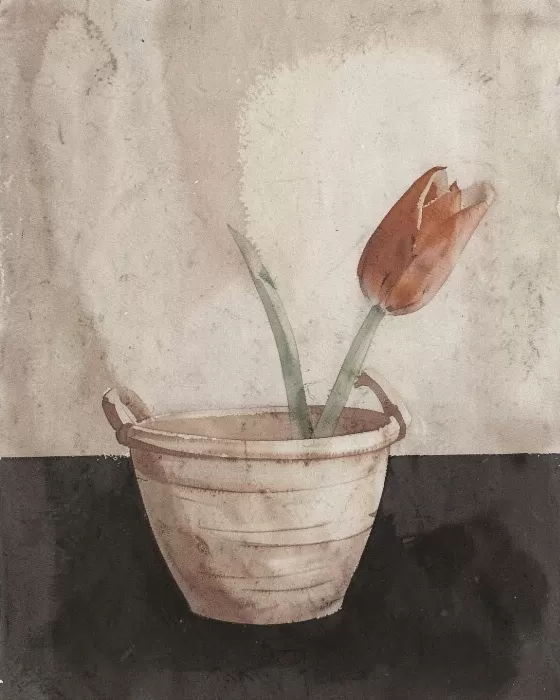 Umber Tulip