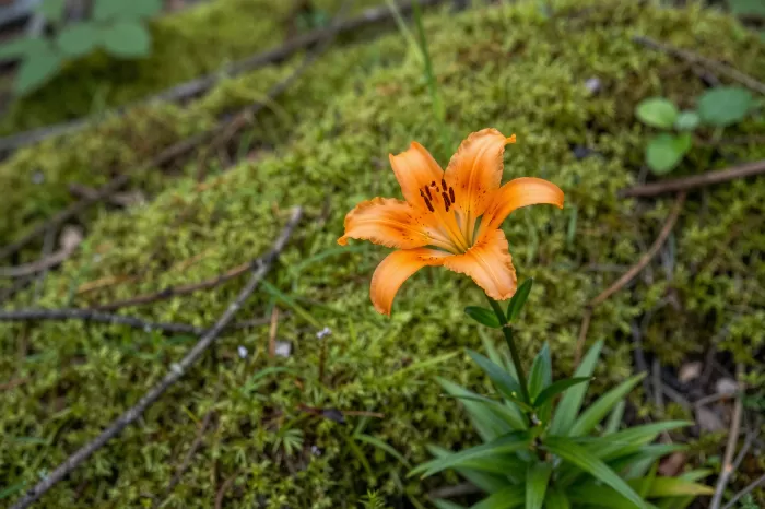 Forest Ember