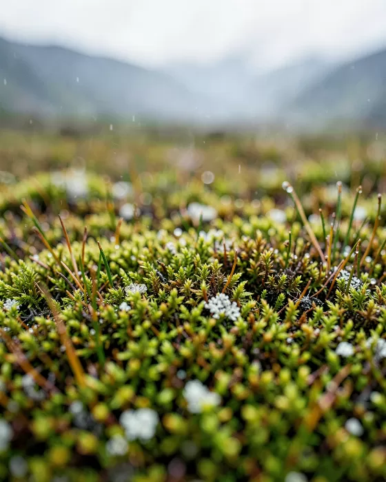 Tundra Dew