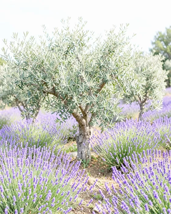 Olive Lavender