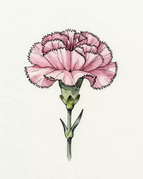 Dusty Carnation