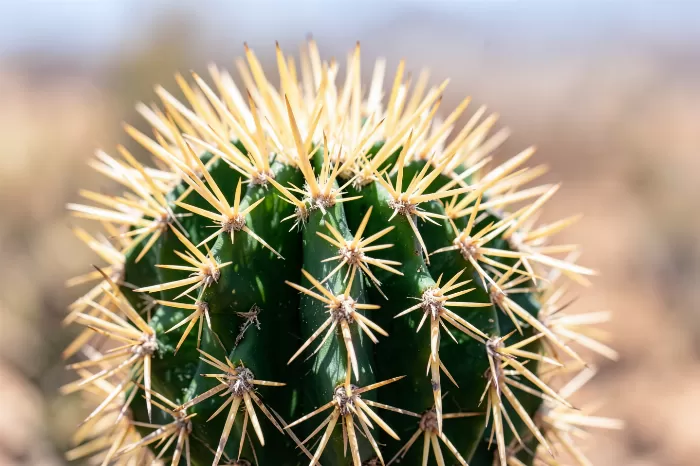 Golden Spines