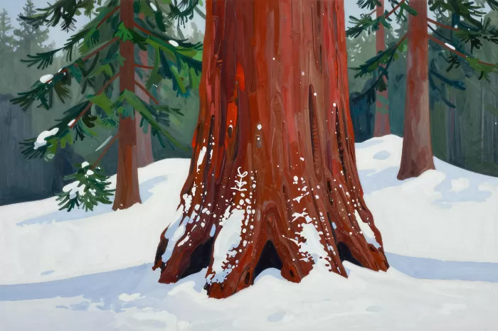 Redwood Winter