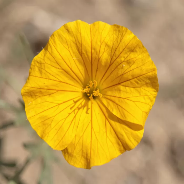 Marigold Veins