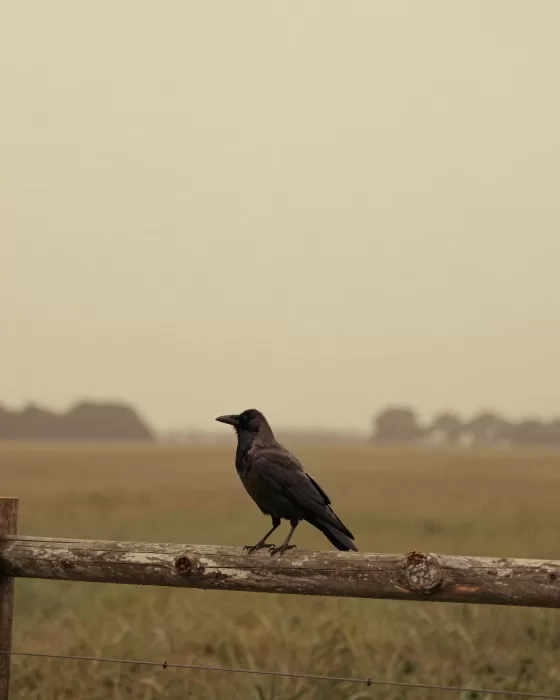 Fence Crow