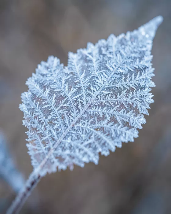 Crystal Veins